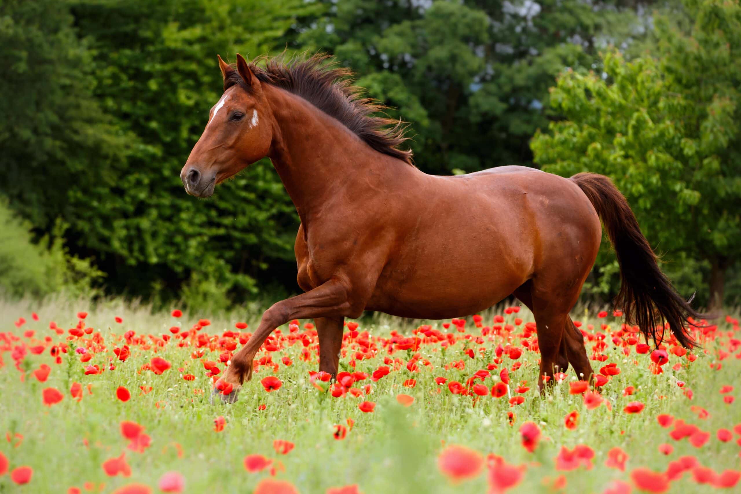 Cheval qui galope dans un champ de fleurs.