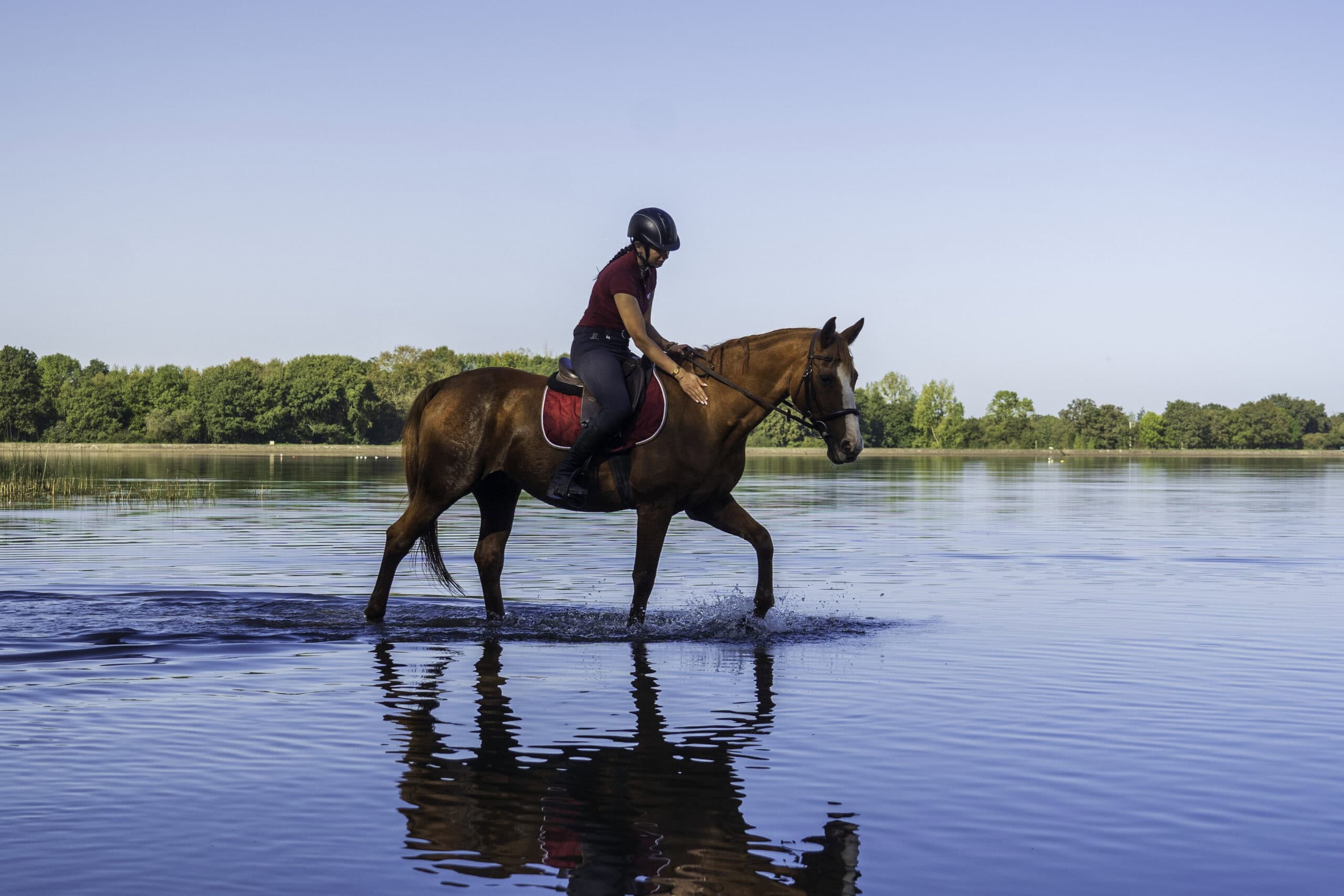 Cheval dans l'eau monté par une cavalière pour favoriser la récupération du cheval.