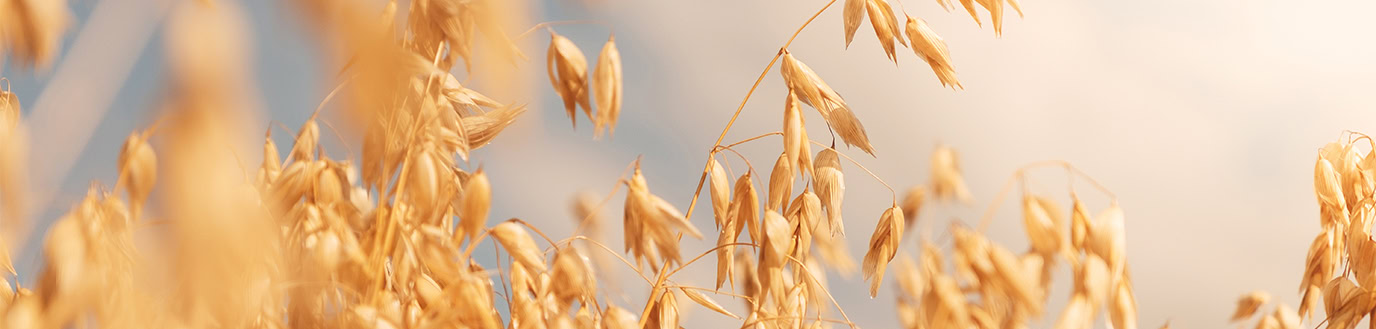 Photo de plants de céréales d'avoine dans un champ