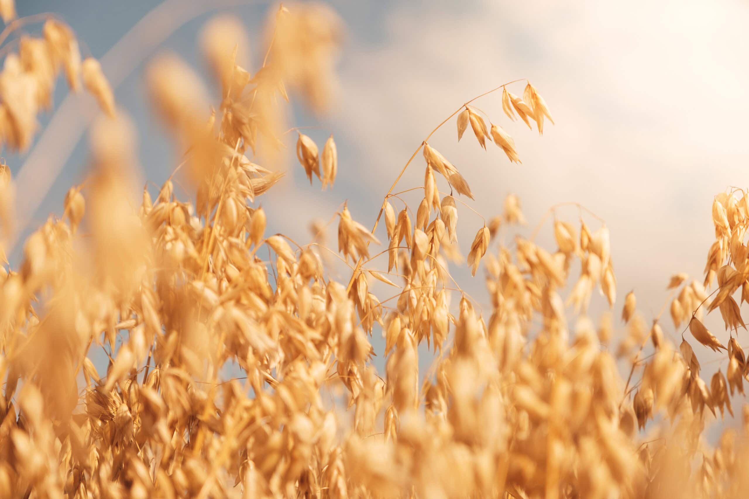 Photo de plants de céréales d'avoine dans un champ