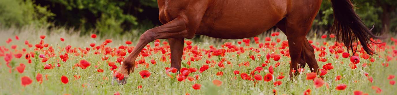 Cheval qui galope dans un champ de fleurs.