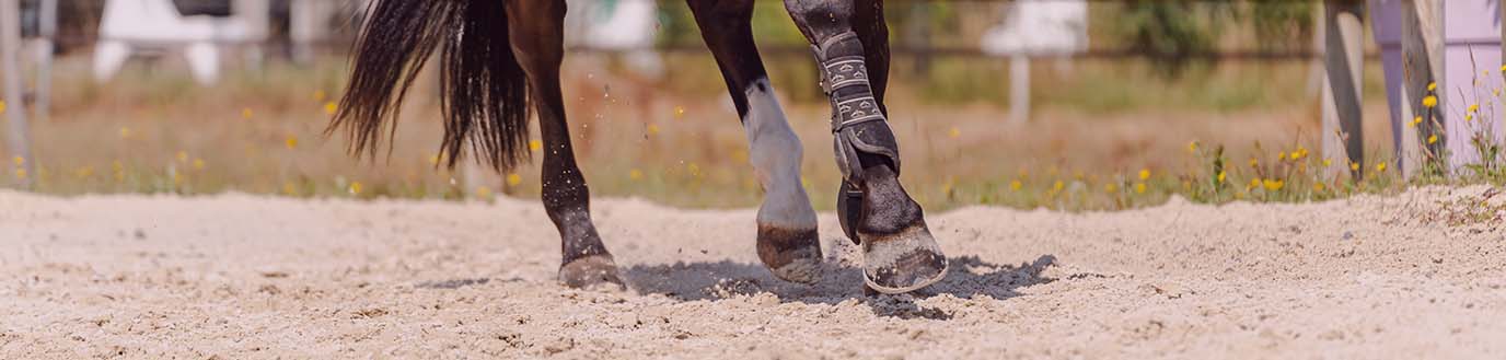 Zoom sur un cheval trottant dans une carrière.