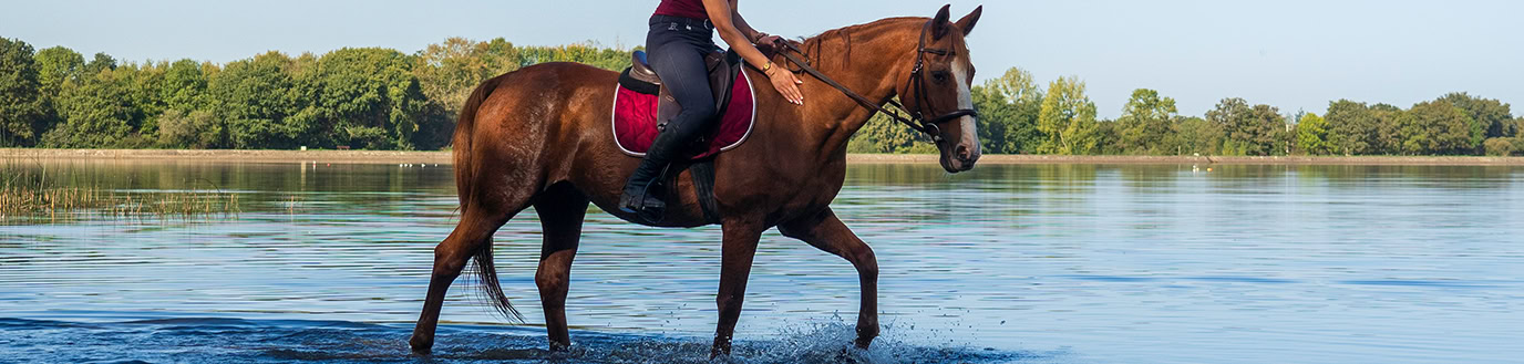 Cheval dans l'eau monté par une cavalière pour favoriser la récupération du cheval.