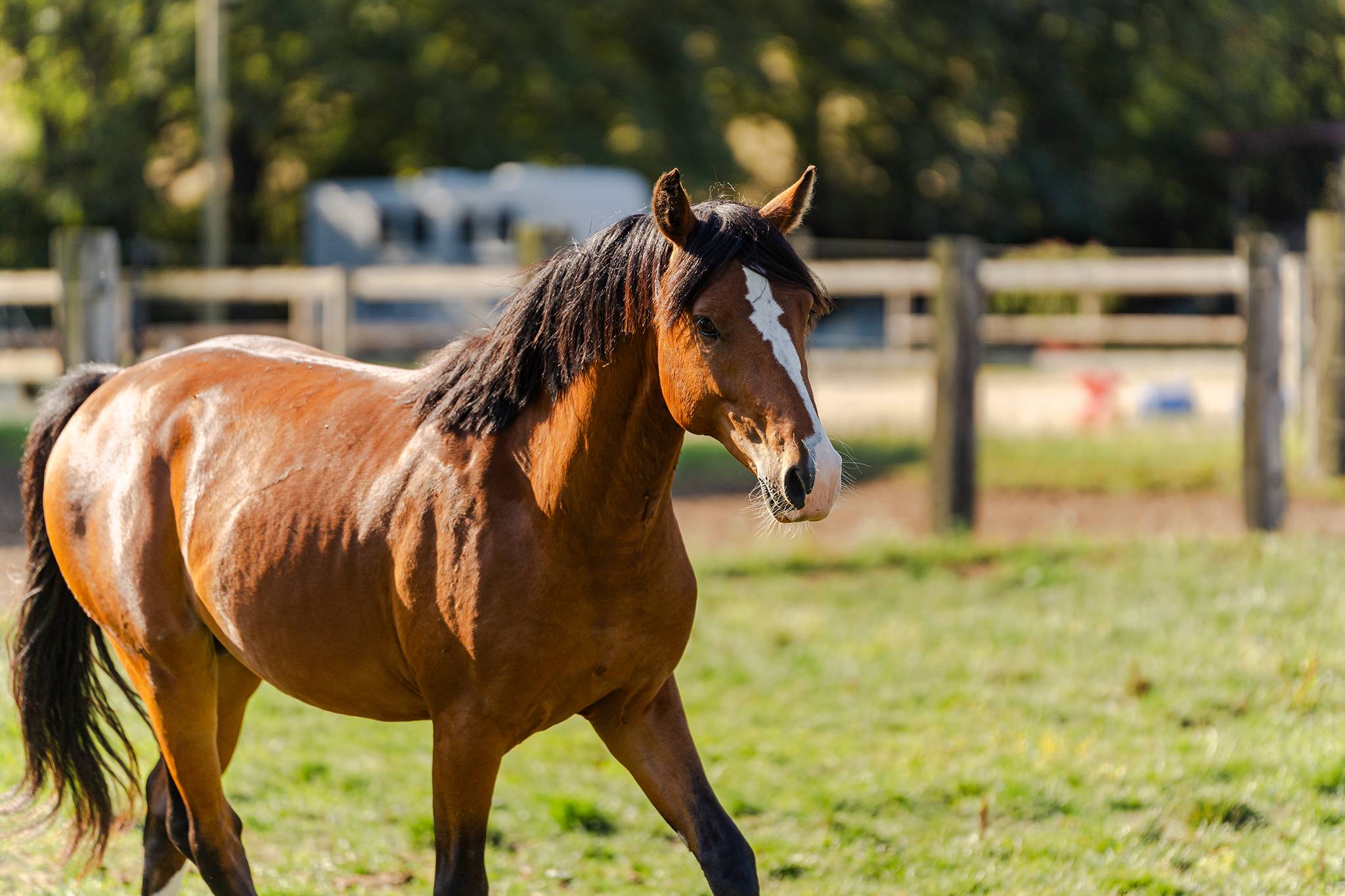 carences nutritionnelles chez le cheval