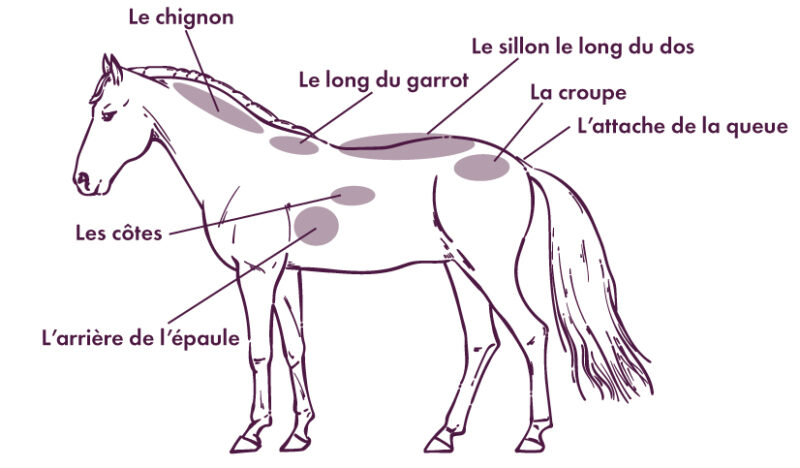 schéma des zones anatomiques du cheval